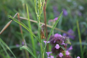 Grass grows in a meadow