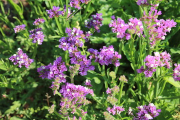 Variuty of imonium sinuatum,