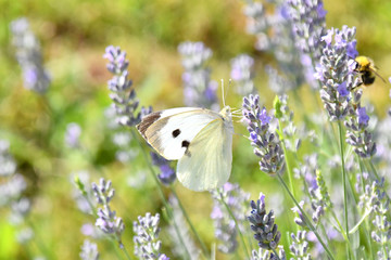 La bianca farfalla con i pois neri,si nutre sui fiori di lavanda in compagnia dell'ape