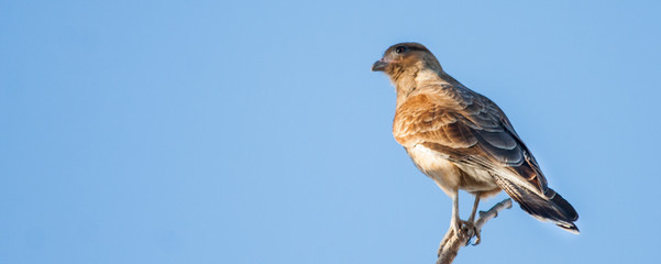 Birds in Nature Outdoor Photography.