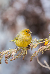 Birds in Nature Outdoor Photography.