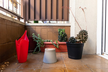 Fototapeta na wymiar Some green cactus plants on a domestic urban terrace