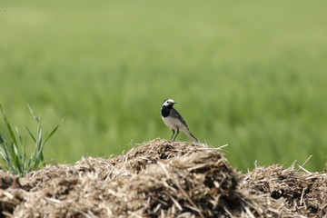 Bergeronnette grise (Motacilla alba)