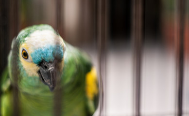 Birds in Nature Outdoor Photography.