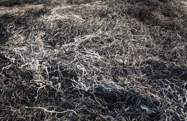 Burnt grass