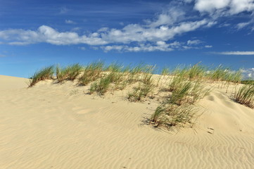 Fototapeta na wymiar Sandy desert with islets of high grass against the blue sky