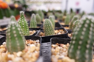 Small cactus, succulent and haworthia plants on the flower pots and display idea in front of cacti shop at the outdoor market