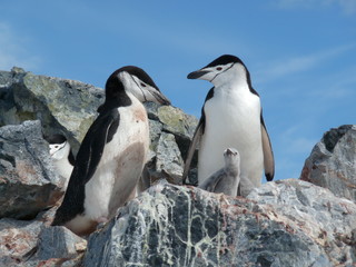 Chinstrap penguins and chicks