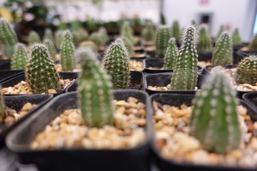 Small cactus, succulent and haworthia plants on the flower pots and display idea in front of cacti shop at the outdoor market