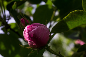 Pink climbing roses