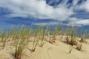 High green grass grows on the sand dune