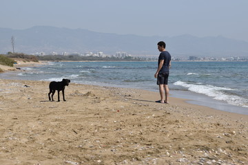 wild dog seaside