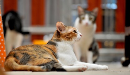 Siamese cat is the Thai domestic cat, very cute and smart pet in house, any kinds of Siamese cat