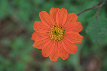 orange cosmos