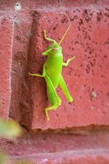 Big green grasshopper 