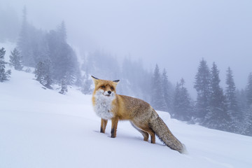 Fototapeta premium Fluffy wild red fox in the mountains, profiled on a powdery snow background