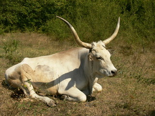 white bull, wildlife, animals, horns, bull