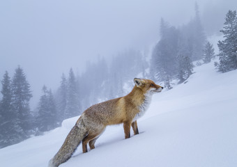 Fototapeta premium Fluffy wild red fox in the mountains, profiled on a powdery snow background