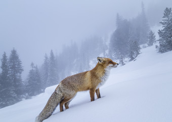 Fluffy wild red fox in the mountains, profiled on a powdery snow background
