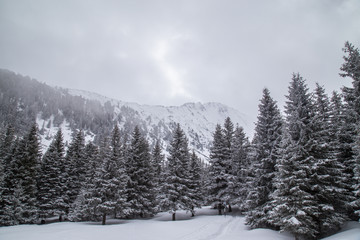 Winter scenery in the mountains, with a fir tree forest, on an overcast, misty, day