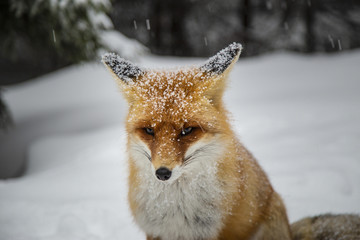 Wild red fox in alpine environment, in winter