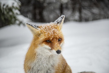 Wild red fox in alpine environment, in winter