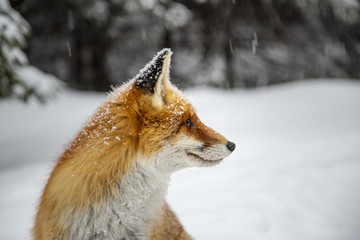 Wild red fox in alpine environment, in winter