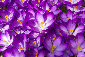 Field of violet crocus saffron in springtime