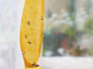 Insects catch tape © vectorass