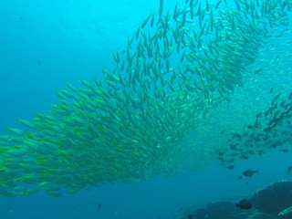 Fototapeta na wymiar Scuba diving school of fish