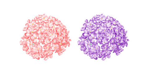 horizontal Hydrangea banner. suitable for wedding decoration. it also represents loyalty,hope,eternity and reunion.