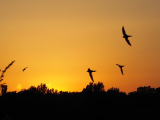 Fototapeta na wymiar Sundown in Avignon, France