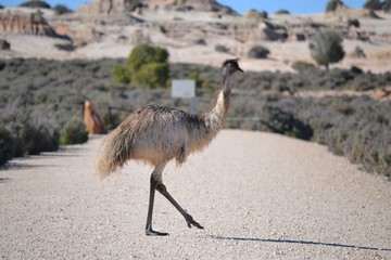 Flightless emu bird walking across a dirt road in the outback