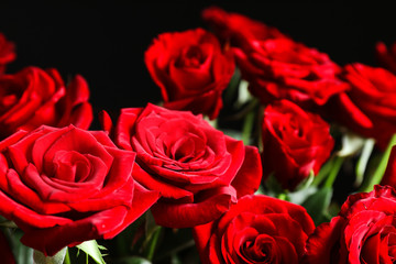 Beautiful red rose flowers, closeup view