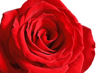 Beautiful red rose flower on light background, closeup