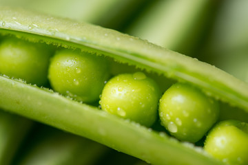 Pod of green pea , green peas, on wood background