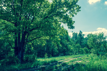 Sunny landscape of the countryside in the beginning of summer. A widely spreading shady oak tree next to the deserted country road.