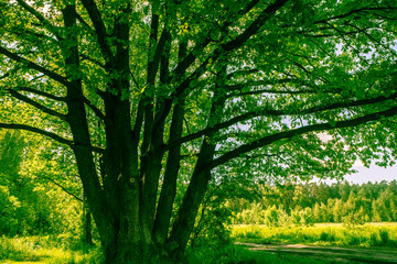 Sunny landscape of the countryside in the beginning of summer. A widely spreading shady oak tree next to the deserted country road.