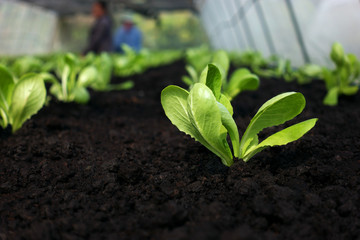 Selective focus of Vegetable sapling over the soil in the greenhouse