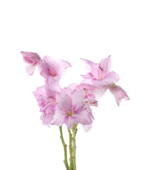 Fototapeta na wymiar Beautiful gladiolus flowers on white background