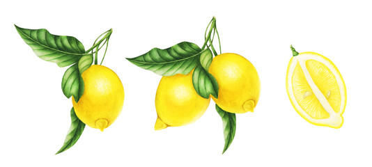 Set of lemon, slices of lemon and leaves, watercolor painting. For design cards and patterns.