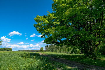 Sunny landscape of the countryside in the beginning of summer. A widely spreading shady oak tree next to the deserted country road.