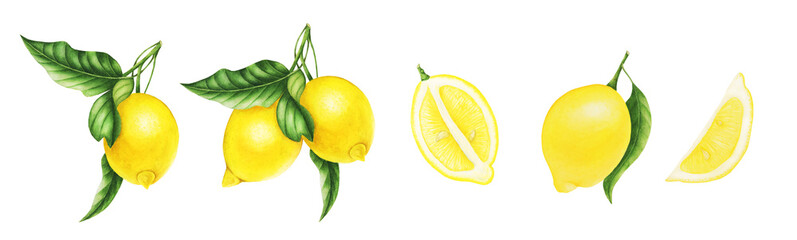 Set of lemon, slices of lemon and leaves, watercolor painting. For design cards and patterns.