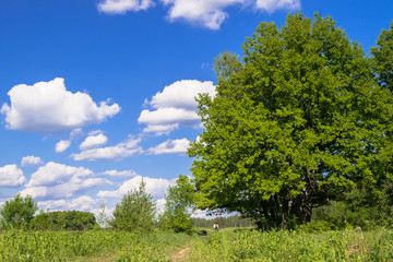 Obraz premium Sunny landscape of the countryside in the beginning of summer. A widely spreading shady oak tree next to the deserted country road.