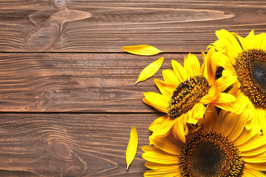 Beautiful bright sunflowers on wooden background, top view