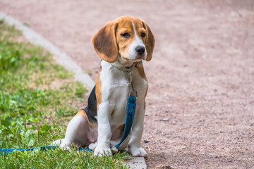 A thoughtful Beagle puppy with a blue leash on a walk in a city park. Portrait of a nice puppy.
