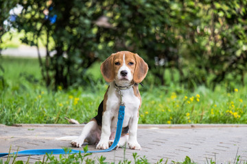 A thoughtful Beagle puppy with a blue leash on a walk in a city park. Portrait of a nice puppy.