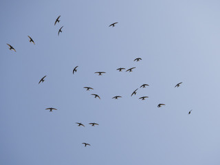 アマツバメの群飛(Pacific swift)