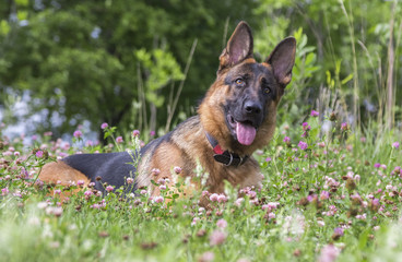 German shepherd play in the summer park