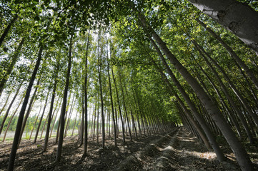 Poplar Forest in Fuente Vaqueros, Granada, Andalusia, Spain